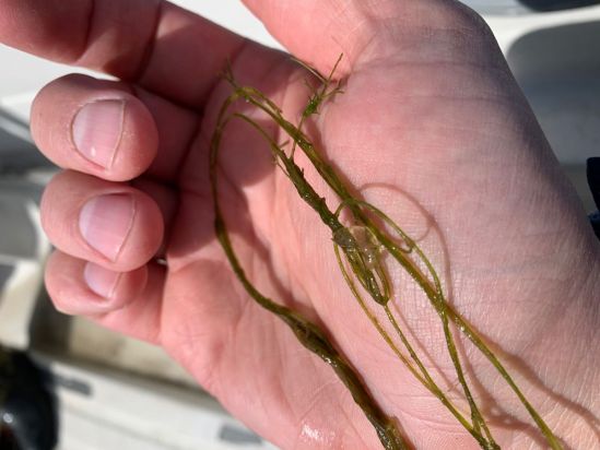 Nærmynd af hendi. Í hendinni er eitthvað sem lítur út eins og blautt gras en það er botngróður, kransþörungur sem kallast vatnanál. Á vatnanálinni er glært gums á stærð við gúmmíbangsa en það eru sniglaegg.