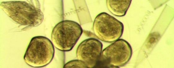 Mussel larvae, BioPol, kræklingalirfur