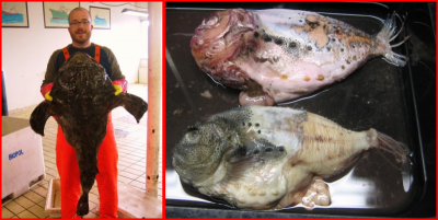 Rannsóknir BioPol á fæðu skötusels frá 2010-2011. Bjarni Jónasson, fyrrv. starfsmaður með vænan skötusel á rannsóknastofu BioPol og lítið meltir rauðmagar úr maga skötuselsins.