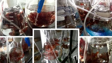Mynd af þörungum á tilraunastöð BioPol