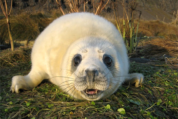 Selarannsóknir Selarannsóknir
